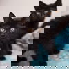 Tabasco