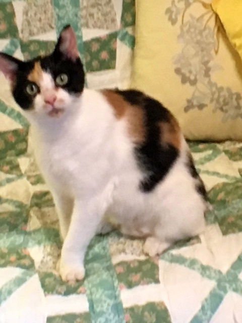 Calypso