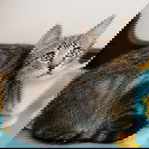 Vibrato