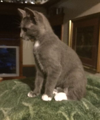 White Paw