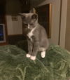White Paw