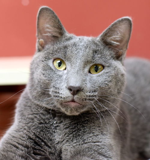 Herman