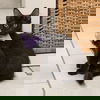 Coda