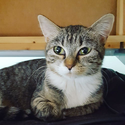 Tia