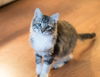 Trillian