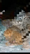 Zoe