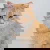 Daniel Tiger