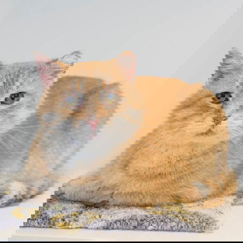 Daniel Tiger