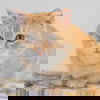 Daniel Tiger
