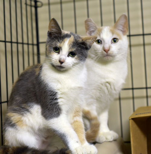 Tipper and Spice