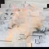Teddy