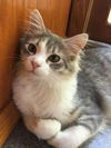 Mystee