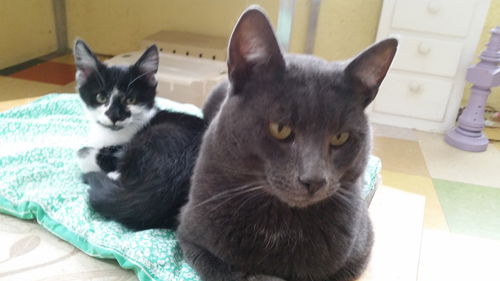 Oreo and the Dude