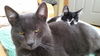 Oreo and the Dude