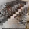 Oreck