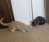 Scarlet and H Hamilton