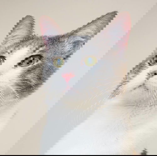 Beau