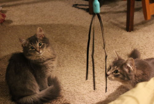 Silky and Cotton