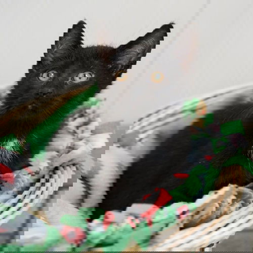 Quack