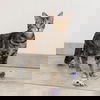 Triscuit