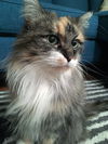 Giselle