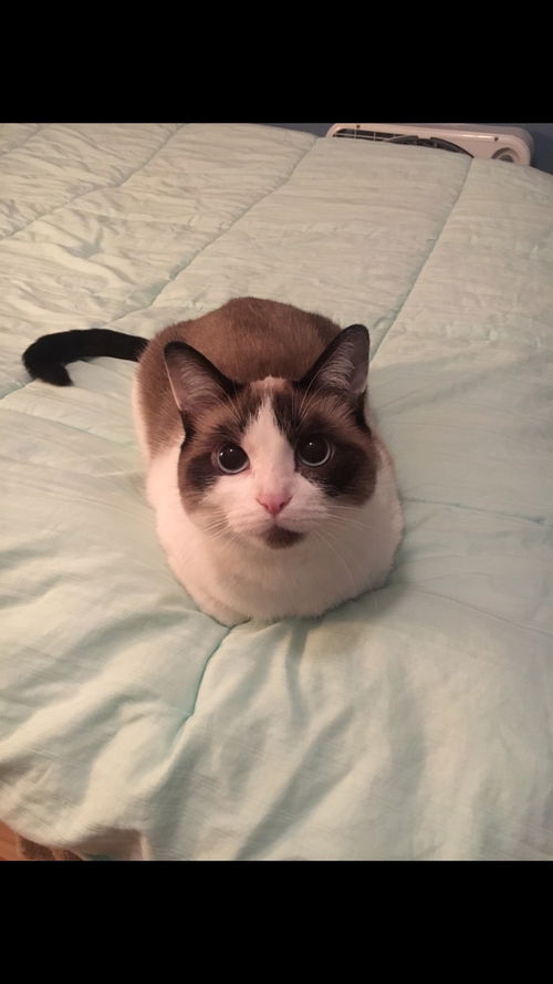 Maisy