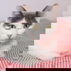 Penne