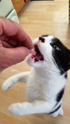 Whiskers