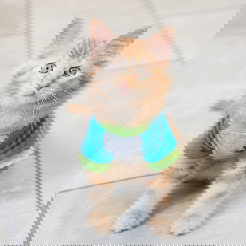 Yoshi