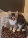 Phoebie