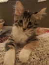 Phoebie
