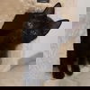 Bandit