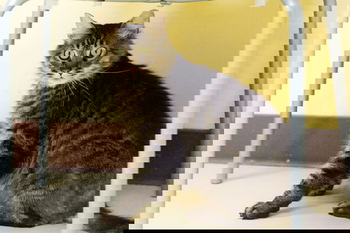 Ameer