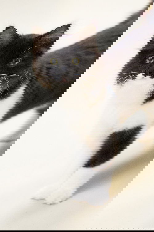 Sombrero