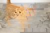 Micco