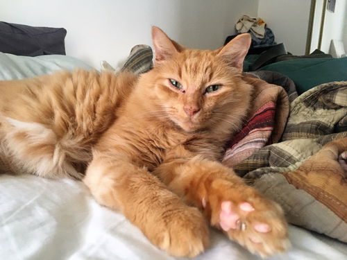 Oscar