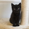 Willow
