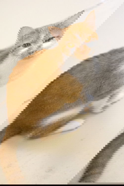 Tangelo