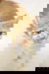 Tangelo