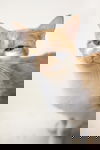 Tangelo