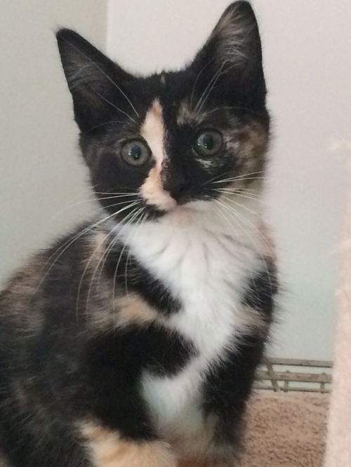 Holly