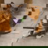 Feta