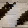 Polly