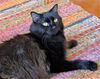 Nellie