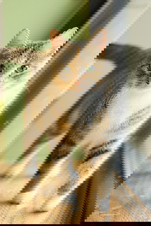 Hondurus