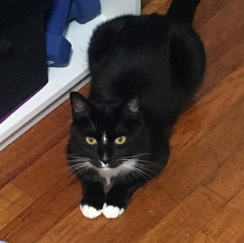 Bellatrix
