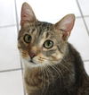 Sir Hugo