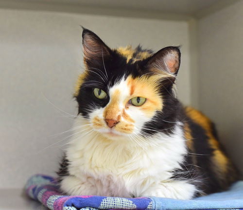 Calico