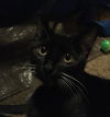 Willow