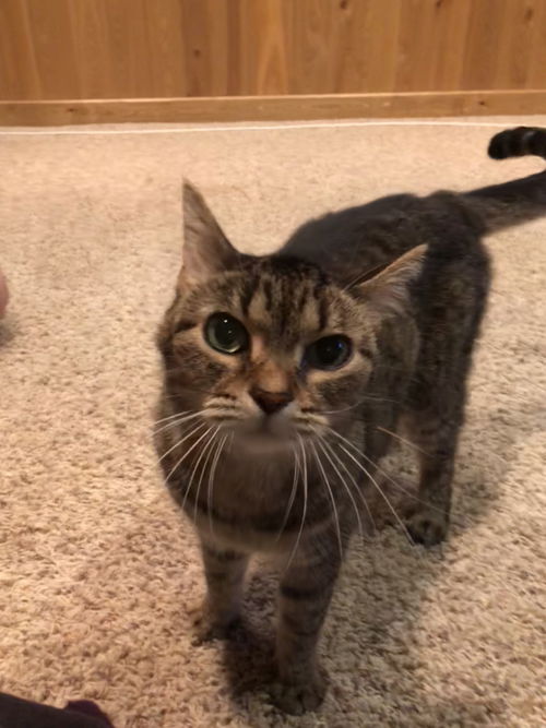 Tiki